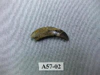 藏品(豬下門齒)的圖片